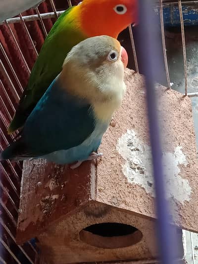 Love bird sale