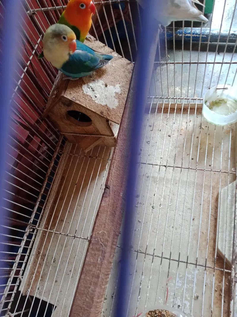 Love bird sale — photo 2
