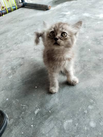 Cute Persian Mix Kitten for Sale
