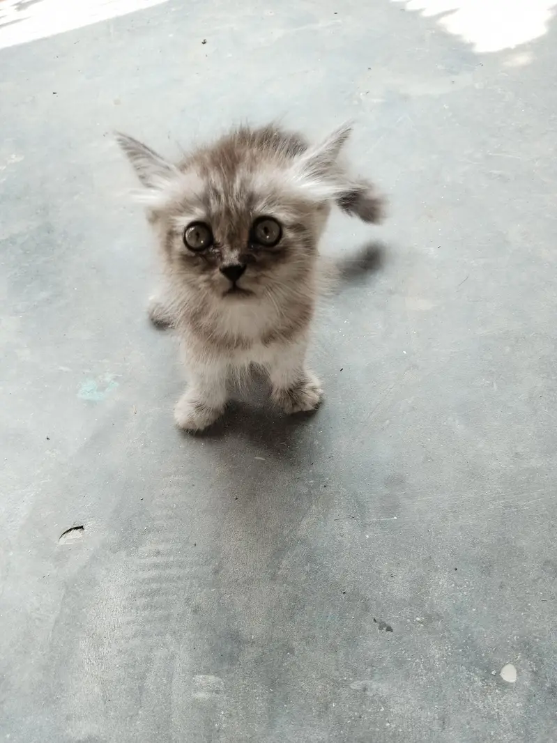 Cute Persian Mix Kitten for Sale — photo 2