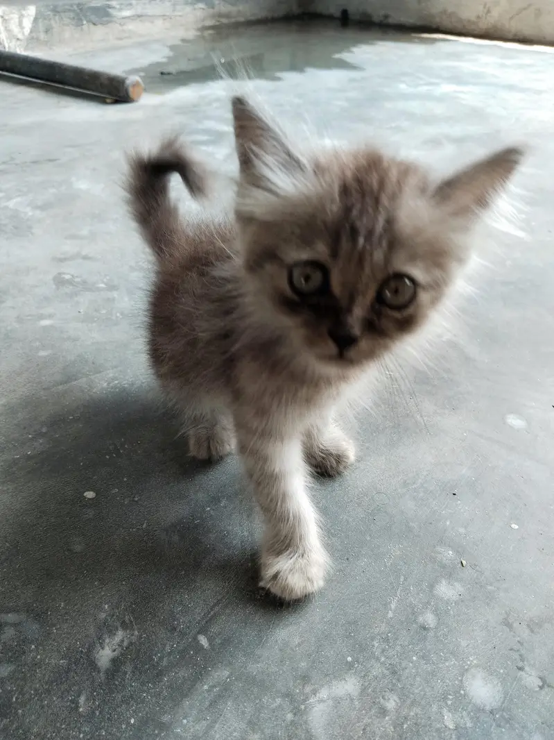 Cute Persian Mix Kitten for Sale — photo 3