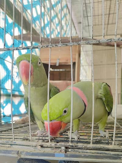Raw Hand Tamed Breeder Pair for sale with cage and box