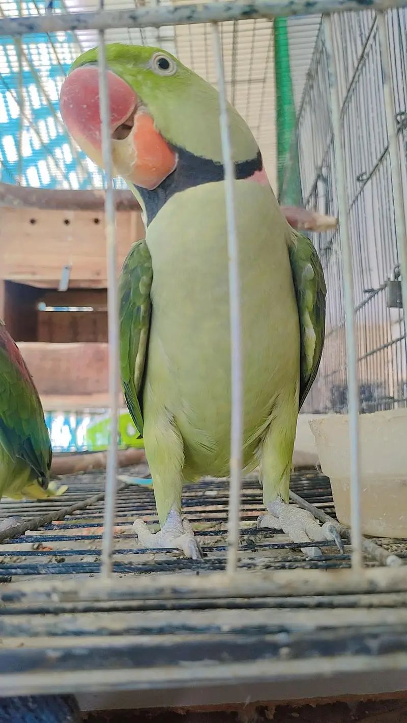 Raw Hand Tamed Breeder Pair for sale with cage and box — photo 2