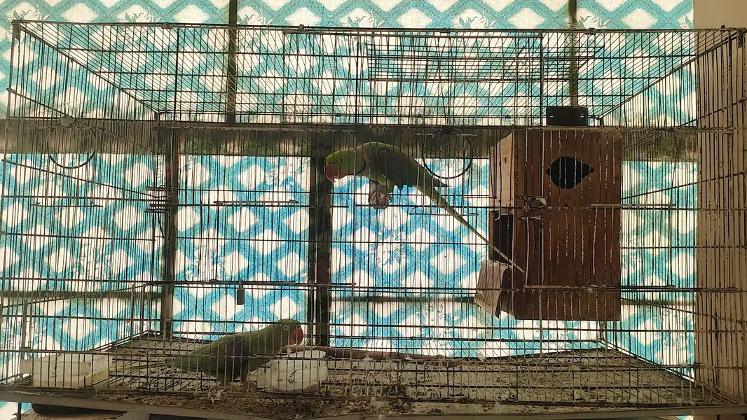 Raw Hand Tamed Breeder Pair for sale with cage and box — photo 3
