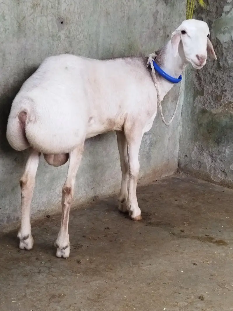 Beautiful Dumba — photo 2