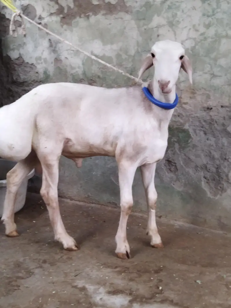 Beautiful Dumba — photo 3