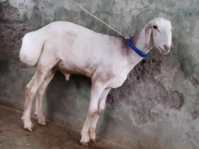 Beautiful Dumba — photo 4