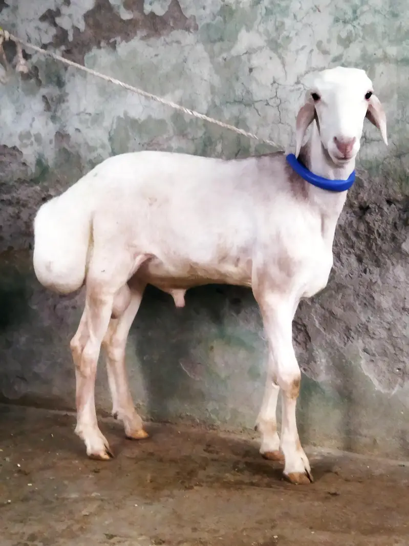Beautiful Dumba — photo 5
