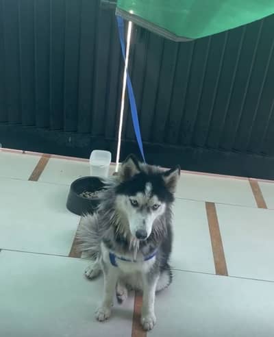 Husky female