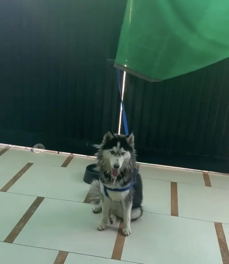Husky female — photo 3