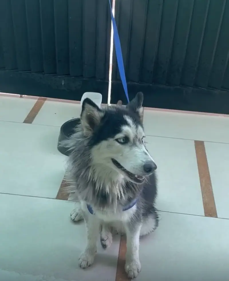 Husky female — photo 4