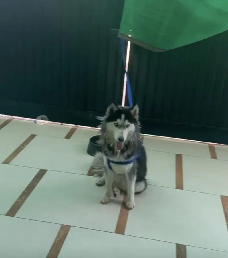 Husky female — photo 5