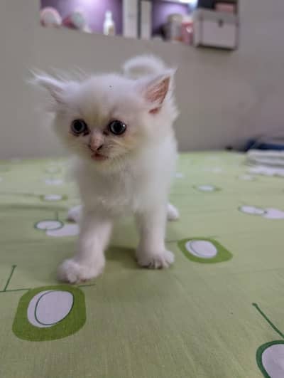 White Persian Kitten