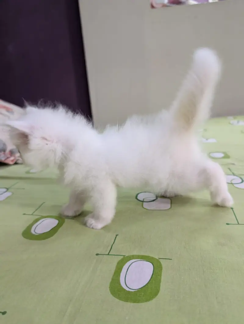 White Persian Kitten — photo 4