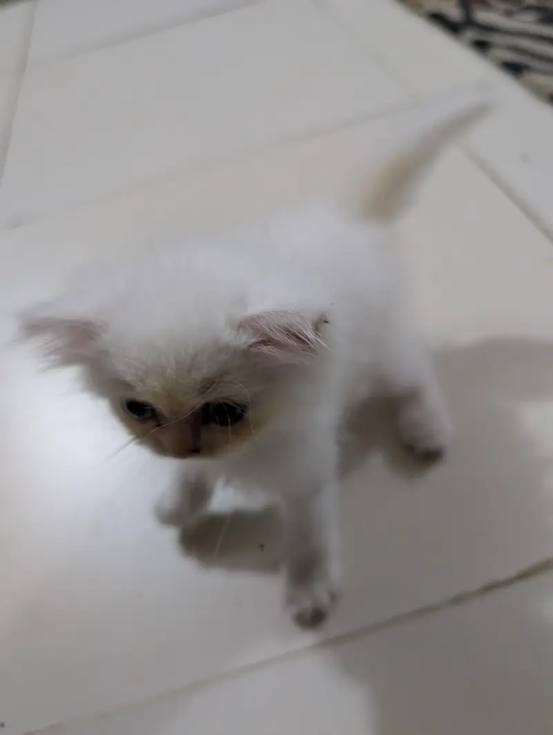 White Persian Kitten — photo 5