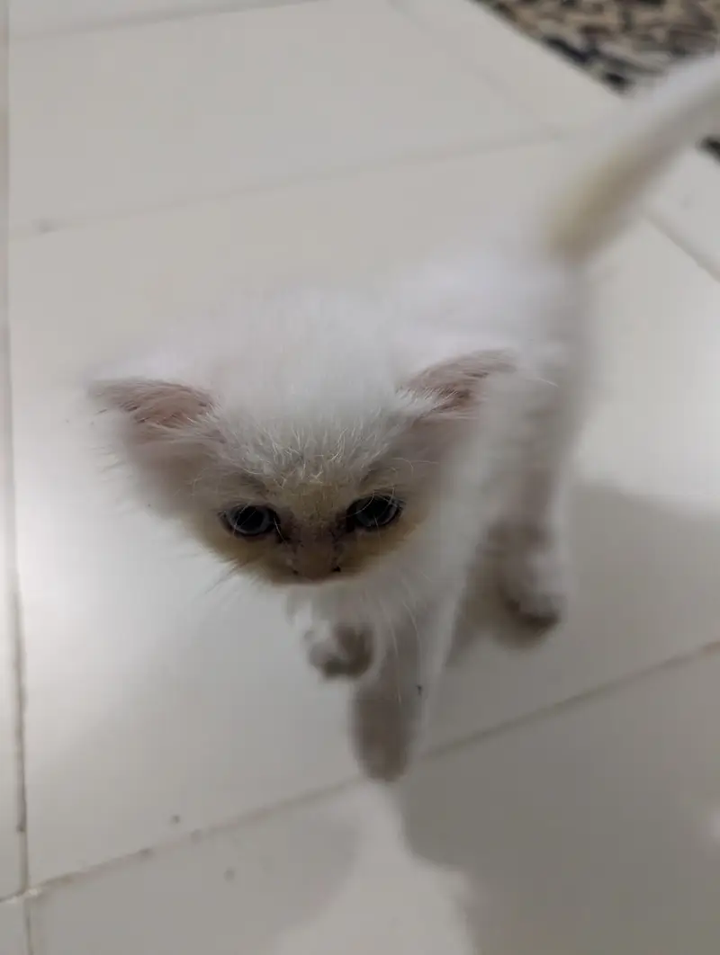 White Persian Kitten — photo 6