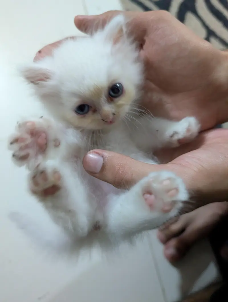 White Persian Kitten — photo 7