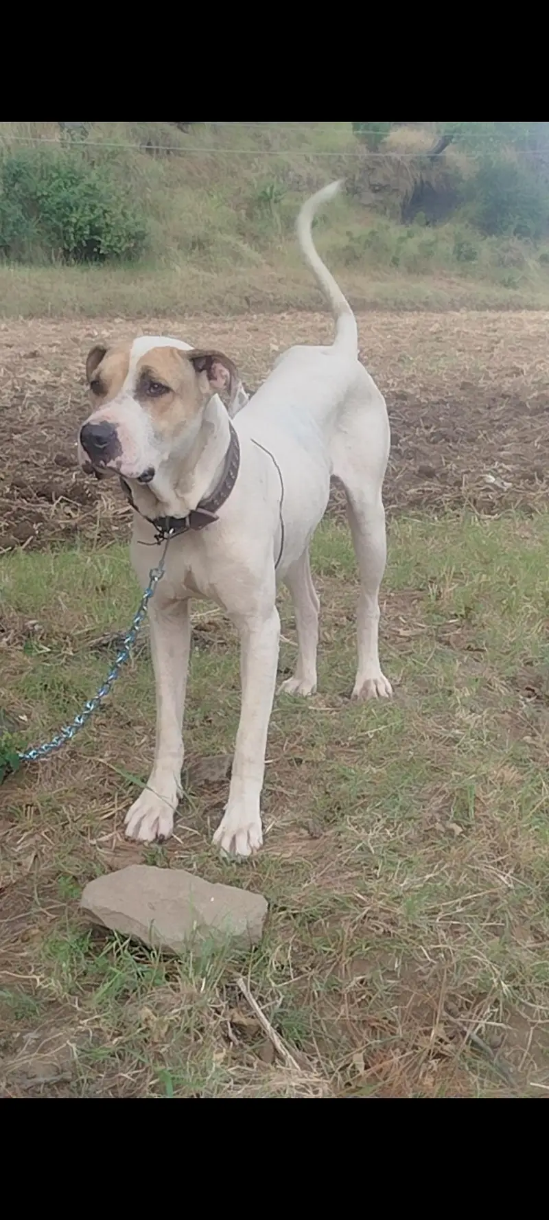 bulli gultair dog — photo 2