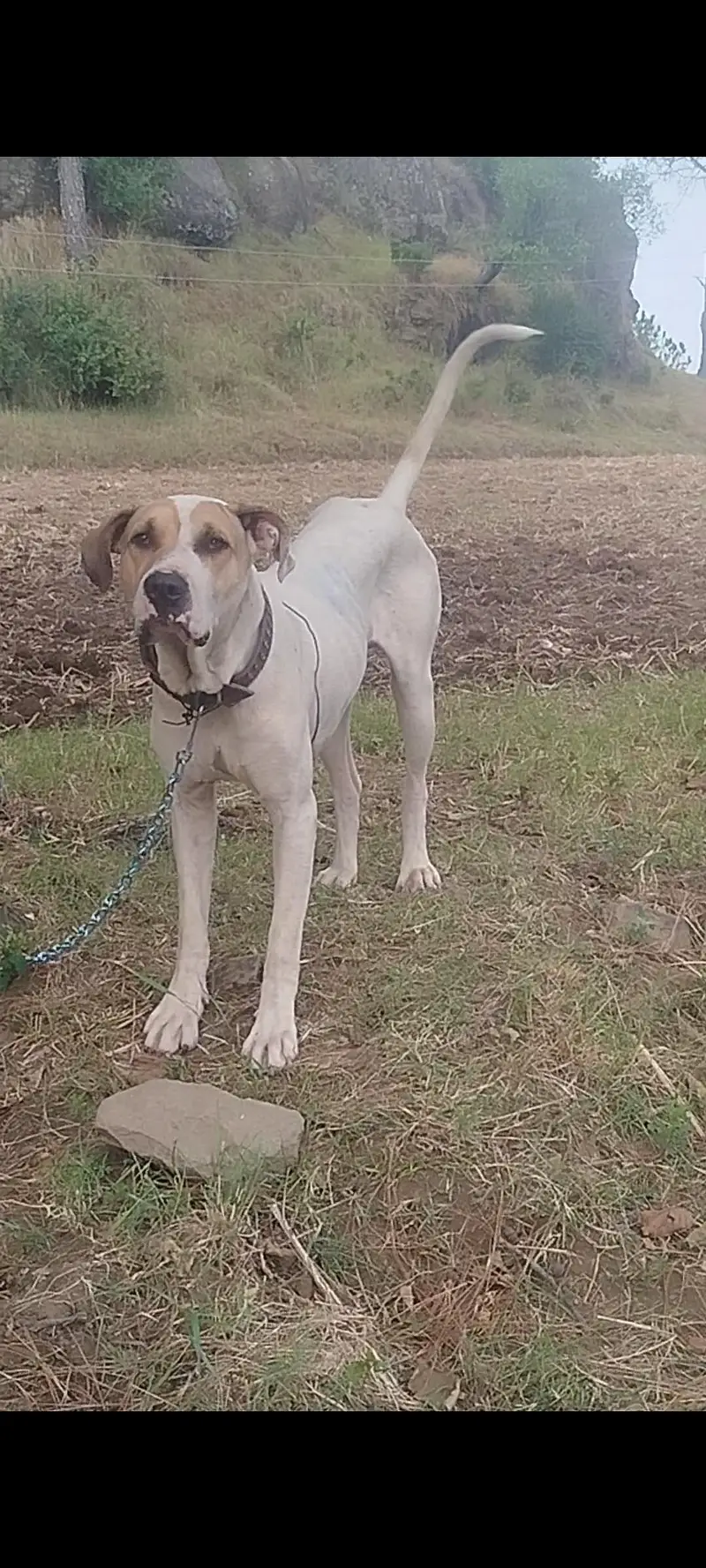 bulli gultair dog — photo 3