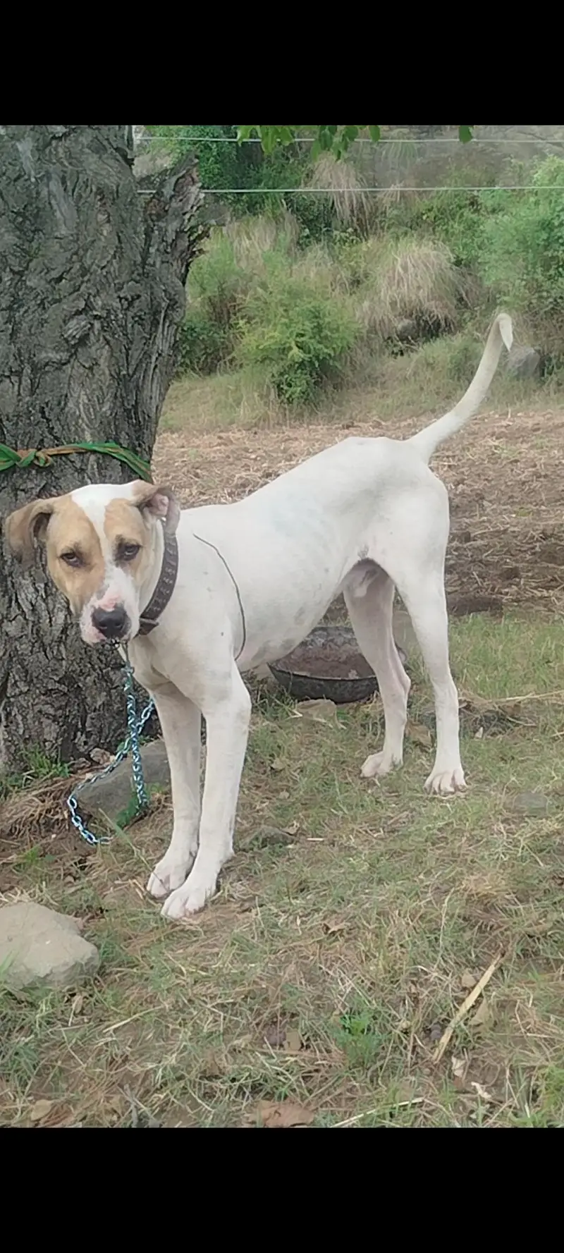 bulli gultair dog — photo 4