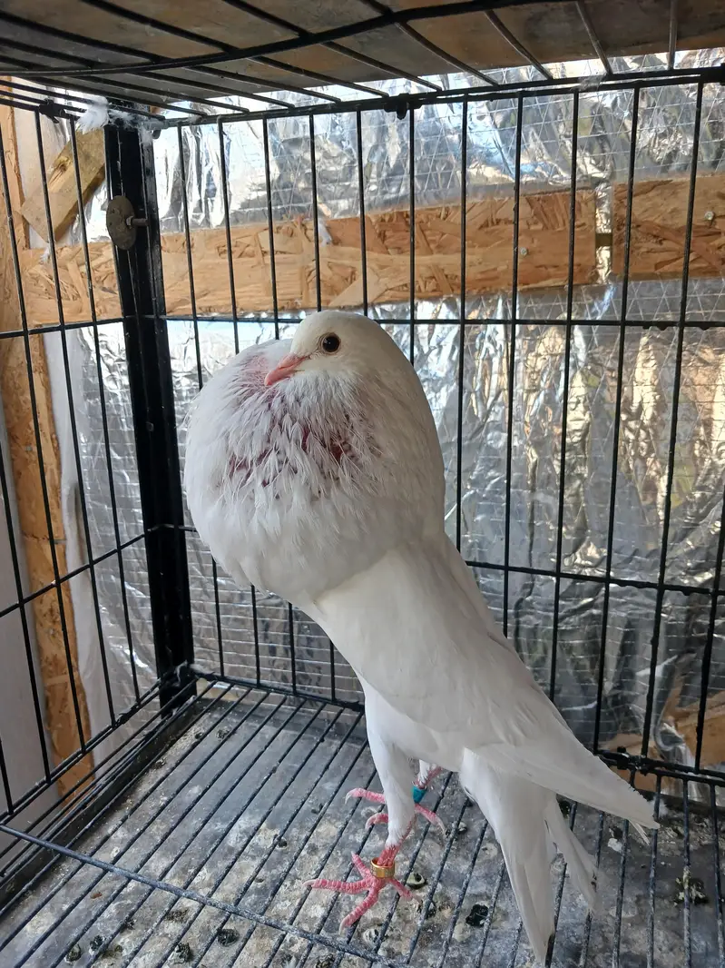 White norwich breadr pair. . saddle homer breadr 3 males. — photo 3