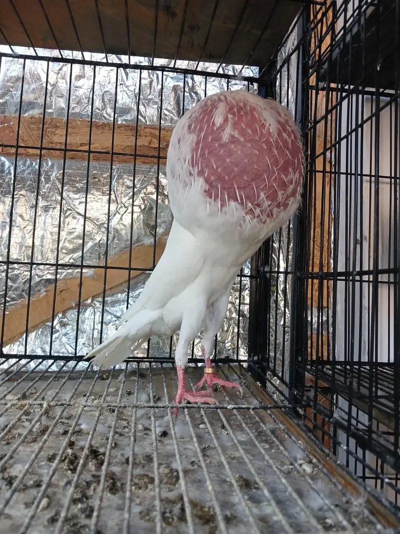 White norwich breadr pair. . saddle homer breadr 3 males. — photo 5