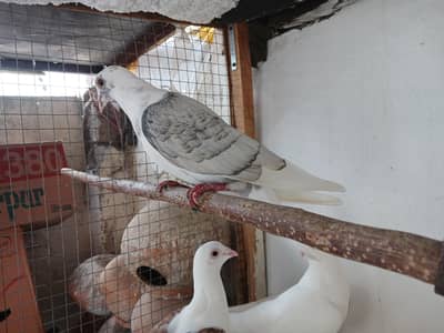 saddle homer breadr 3 males.