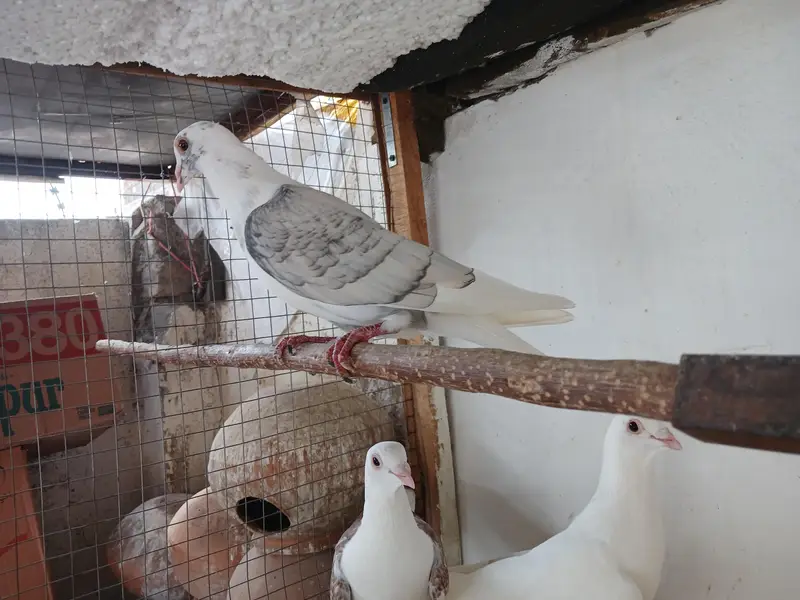 White norwich breadr pair. . saddle homer breadr 3 males. — photo 7