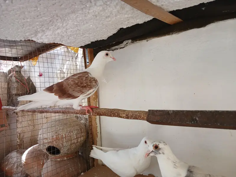 White norwich breadr pair. . saddle homer breadr 3 males. — photo 8