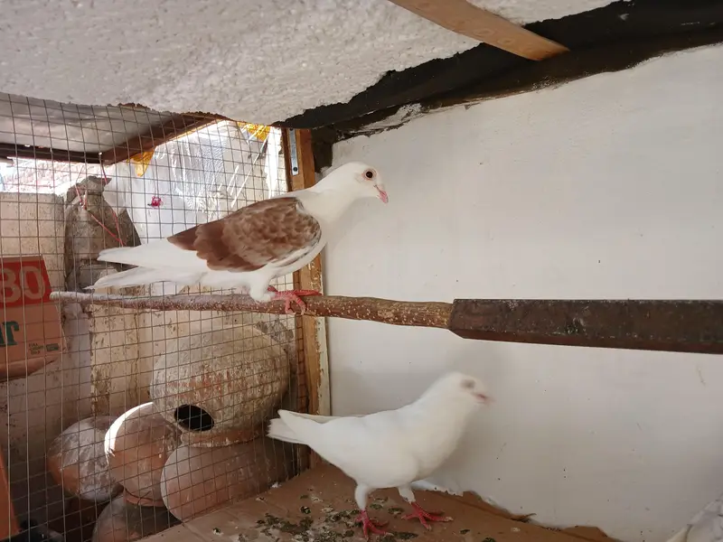 White norwich breadr pair. . saddle homer breadr 3 males. — photo 9