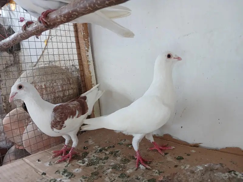 White norwich breadr pair. . saddle homer breadr 3 males. — photo 10