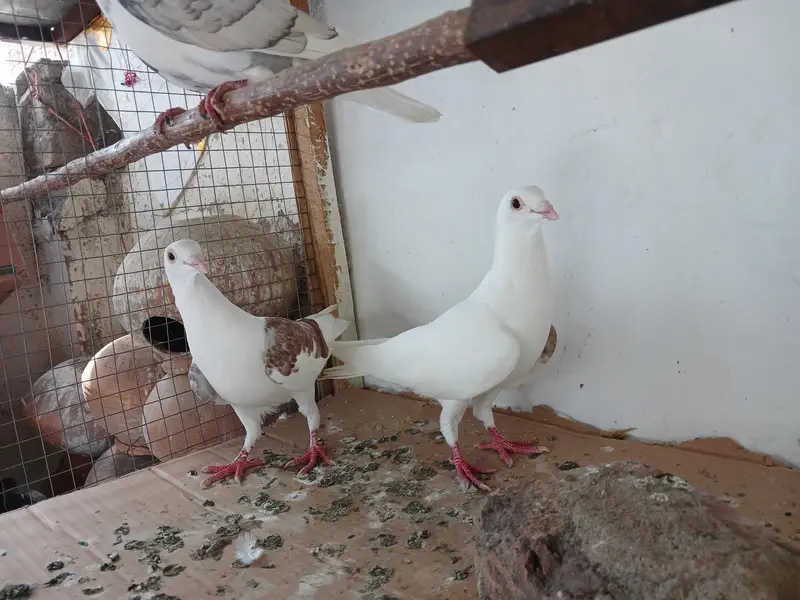 White norwich breadr pair. . saddle homer breadr 3 males. — photo 11