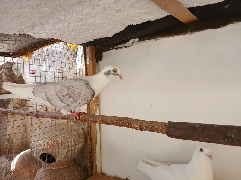 White norwich breadr pair. . saddle homer breadr 3 males. — photo 12