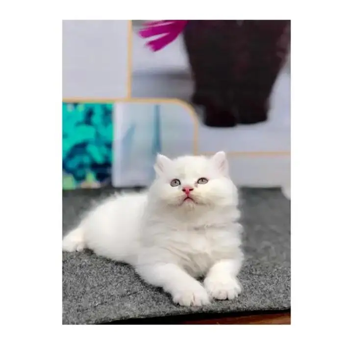 Persian cat for sale 2 month age available — photo 2