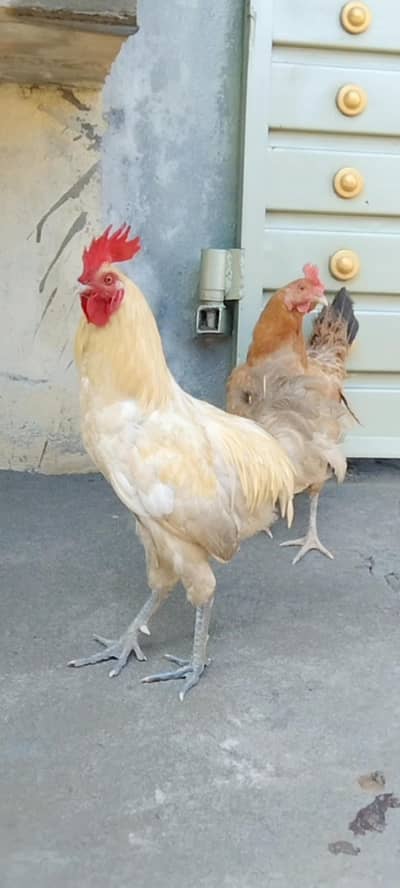 Desi murgha murghi available. . .
