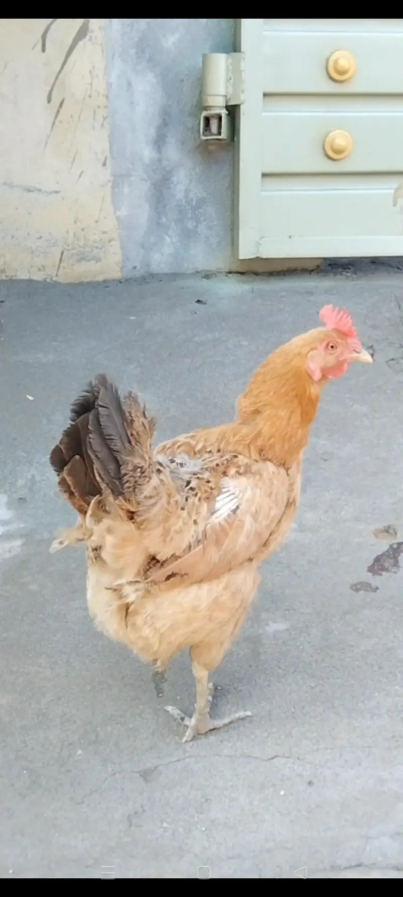 Desi murgha murghi available. . . — photo 2
