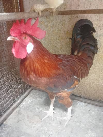 hens lover