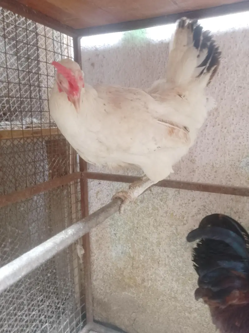 hens lover — photo 2