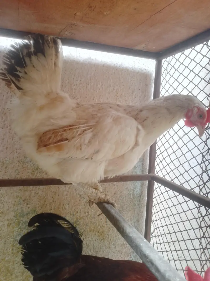 hens lover — photo 3