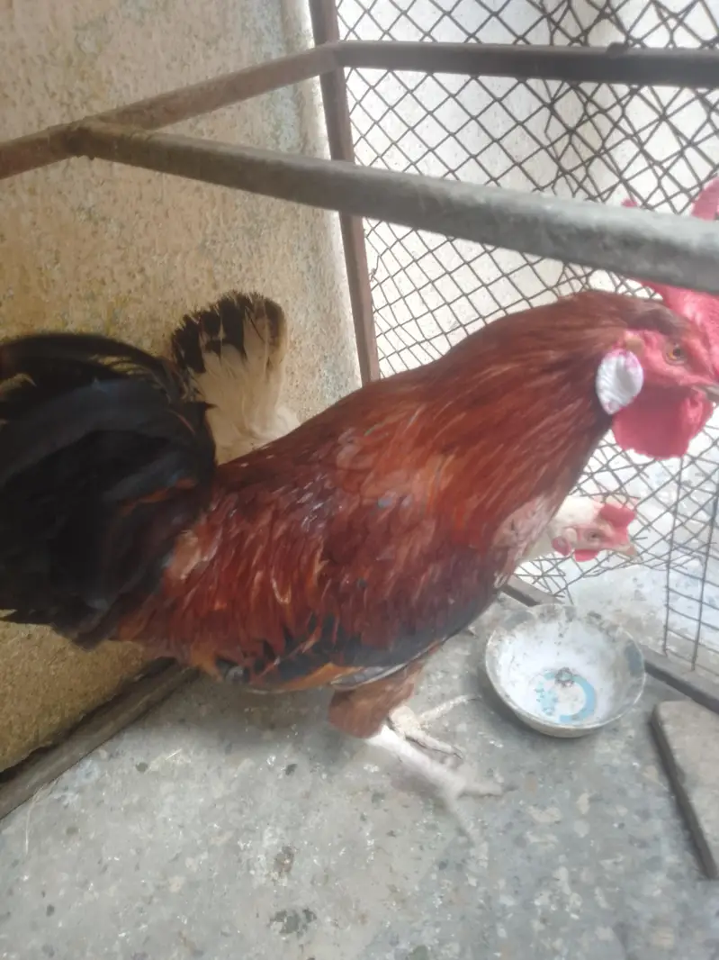 hens lover — photo 4