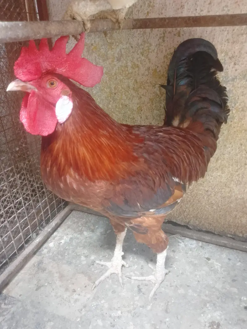 hens lover — photo 5
