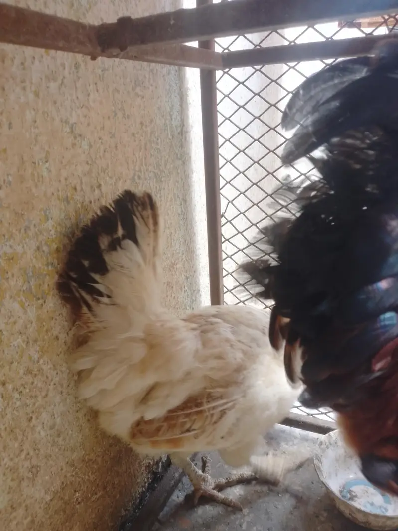 hens lover — photo 6