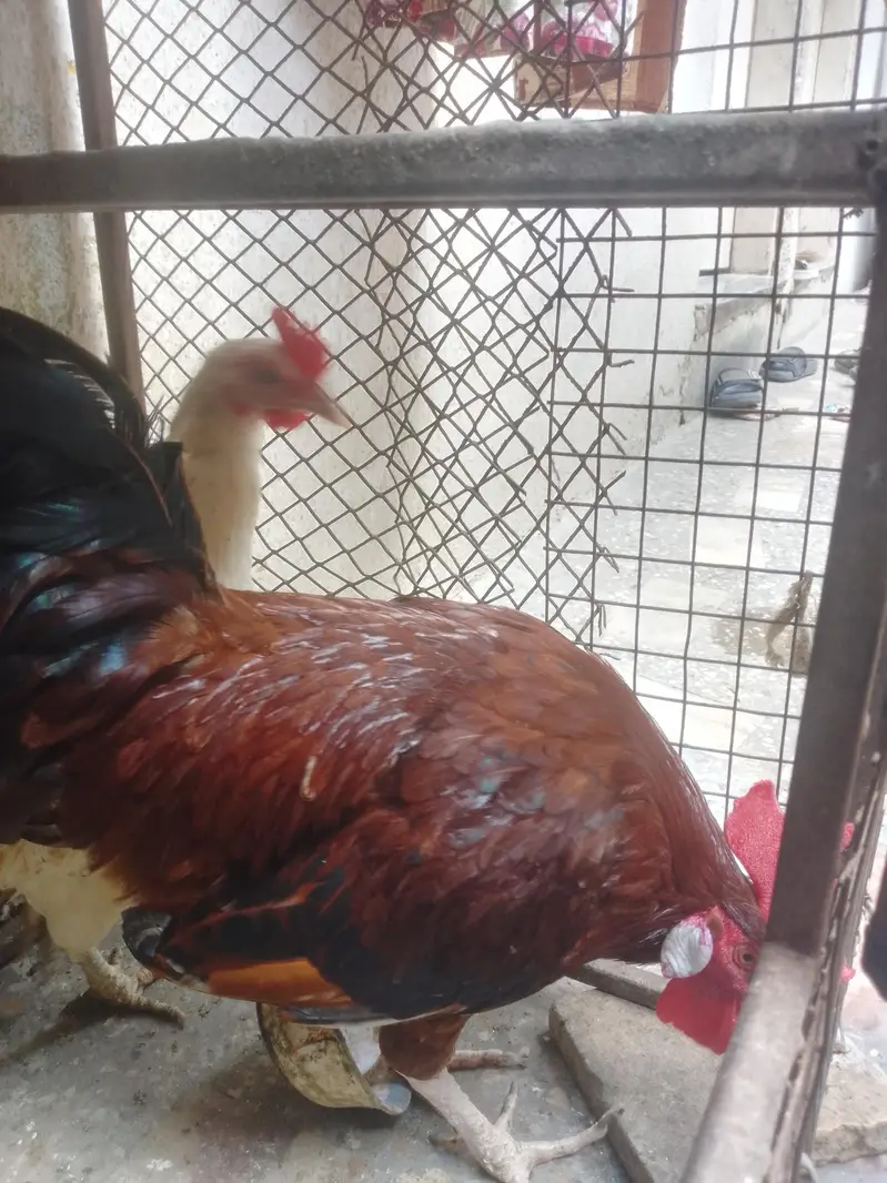 hens lover — photo 7