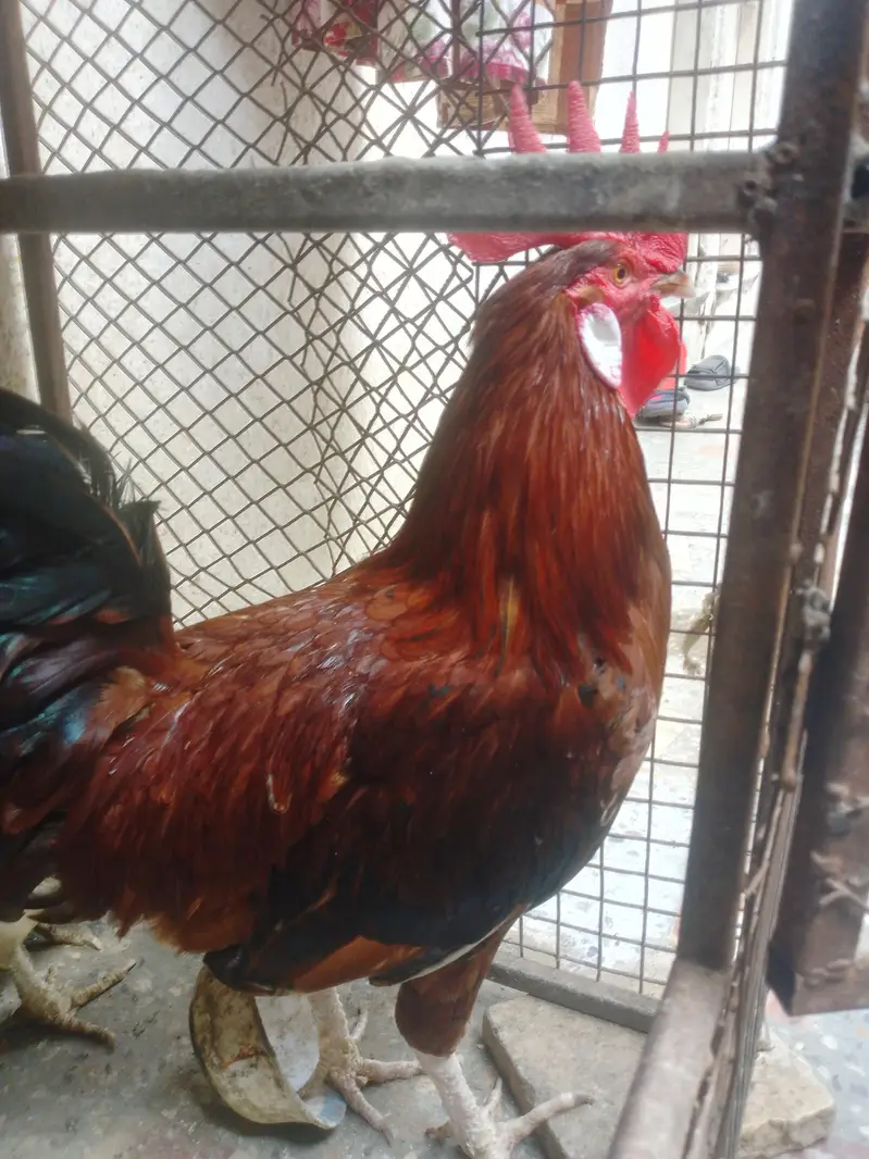 hens lover — photo 8