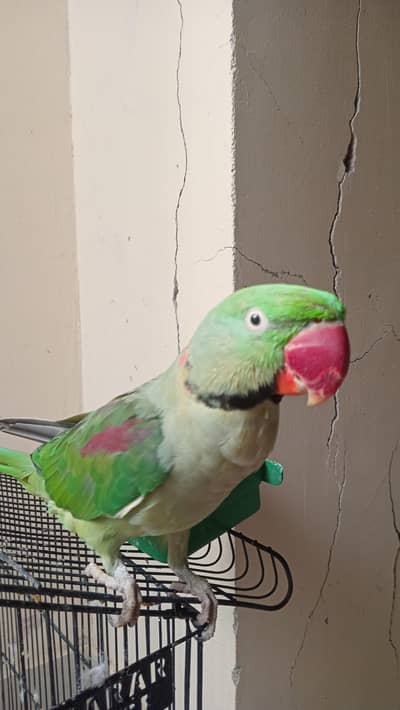 talking parrot