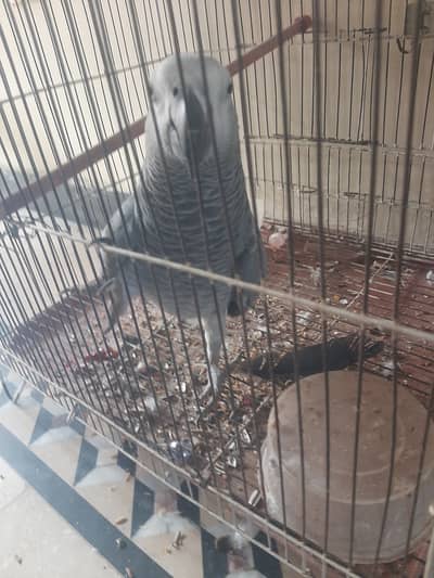 AFRICAN GREY PARROT TALKING FOR SALE
