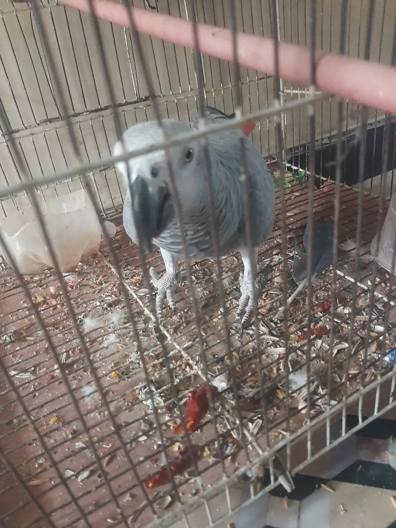 AFRICAN GREY PARROT TALKING FOR SALE — photo 2