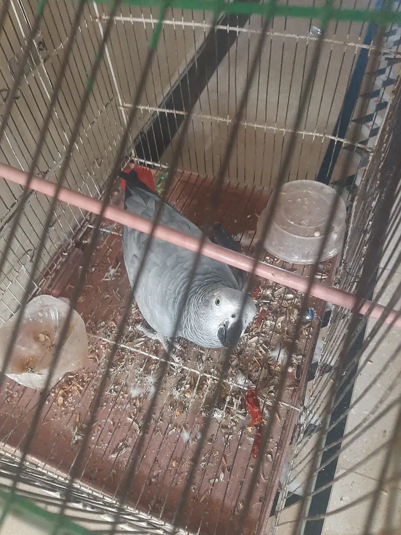 AFRICAN GREY PARROT TALKING FOR SALE — photo 3