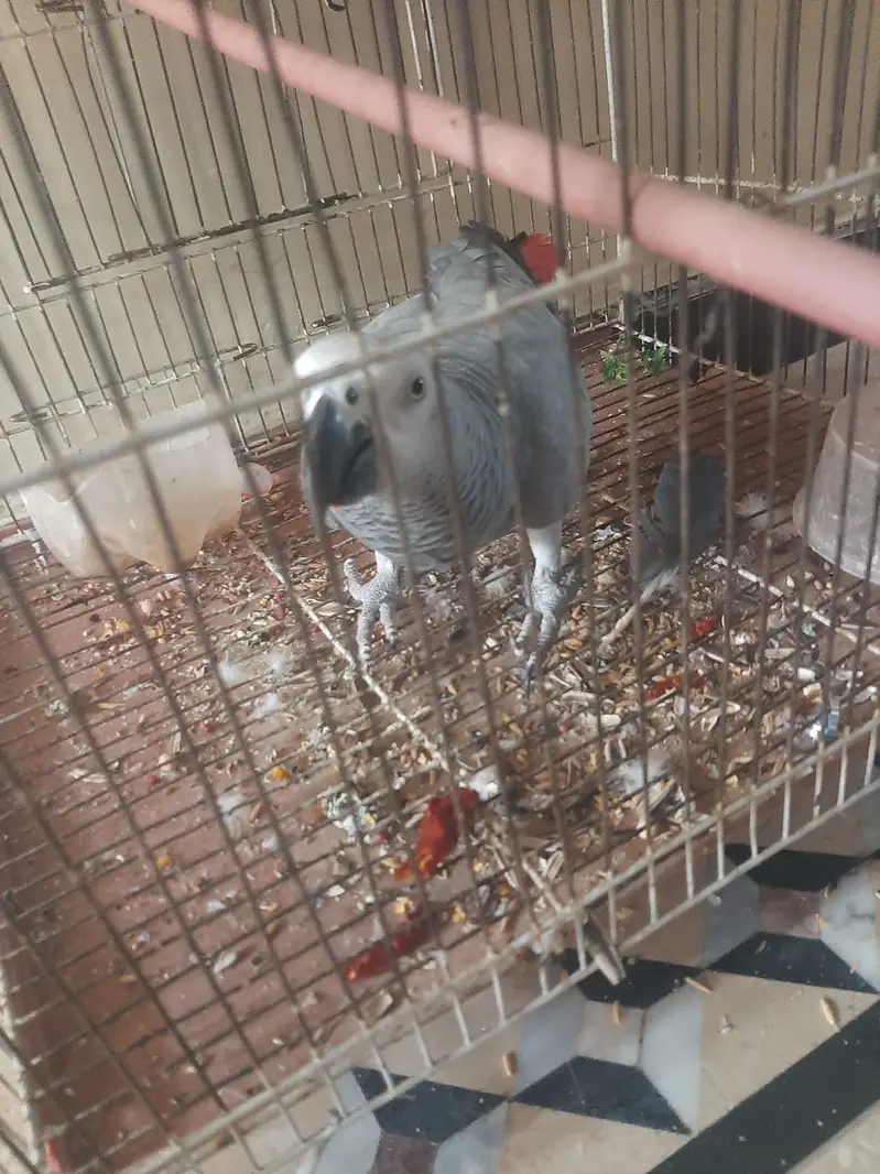 AFRICAN GREY PARROT TALKING FOR SALE — photo 4