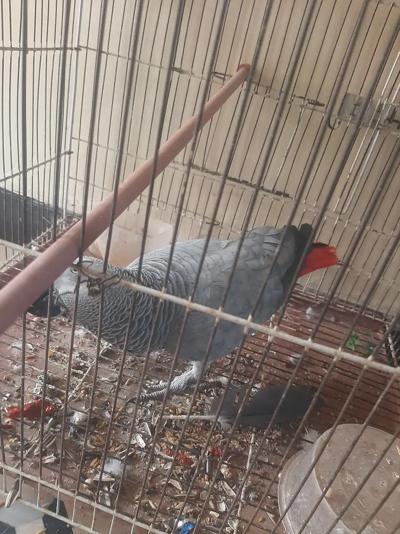 AFRICAN GREY PARROT TALKING FOR SALE — photo 5